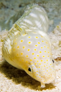 Sand Snake, Cozumel Mexico by Alejandro Topete 